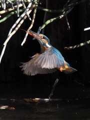 浮上 187-2（嫁候補）