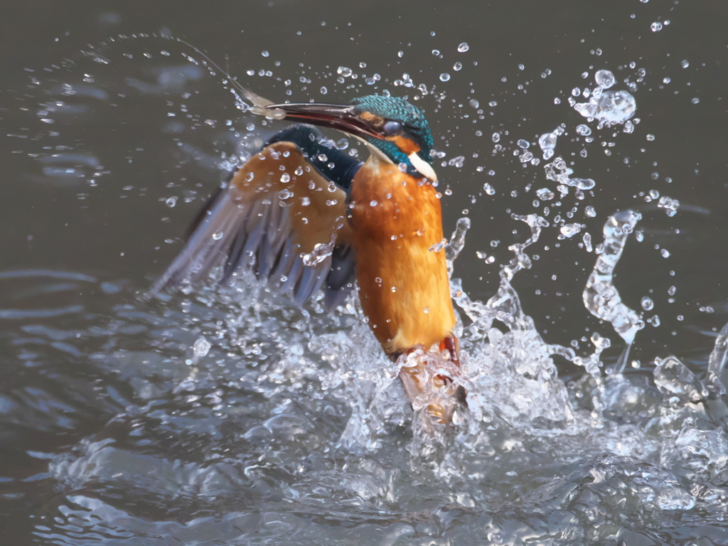 浮上 280（父親）