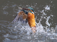 浮上 280（父親）