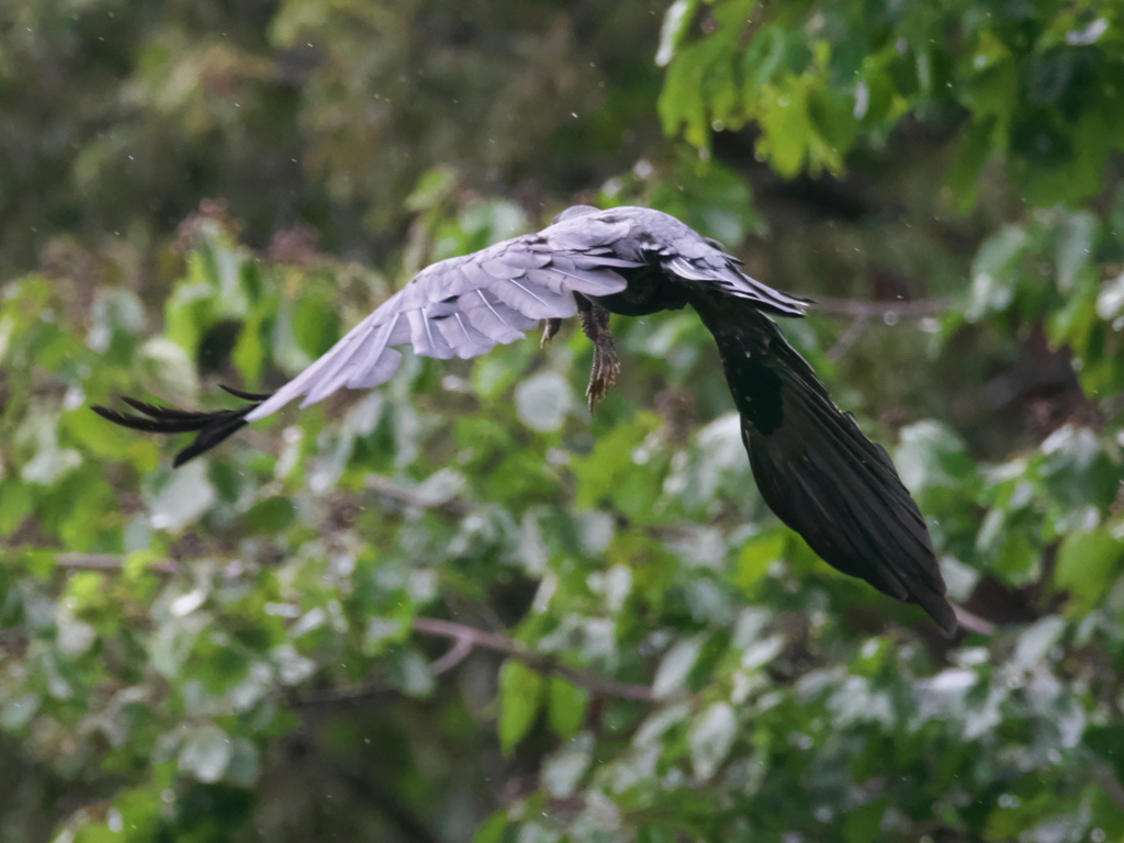 カラスと牛蛙 1