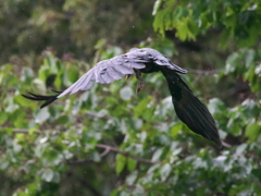 カラスと牛蛙 1