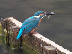 止り木 38（父親）