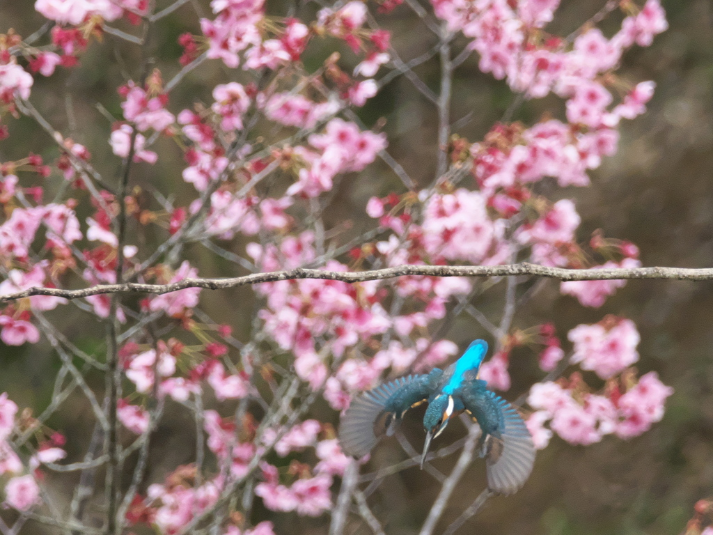 サクカワ 3（父親）