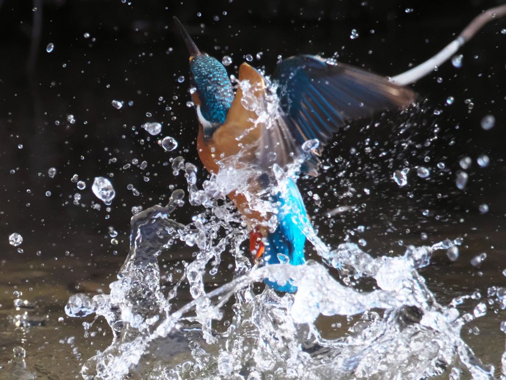 浮上 344（父親）