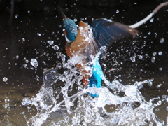 浮上 344（父親）