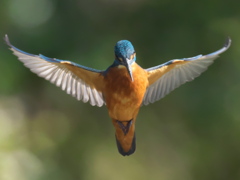 ホバ 16-1（父親）