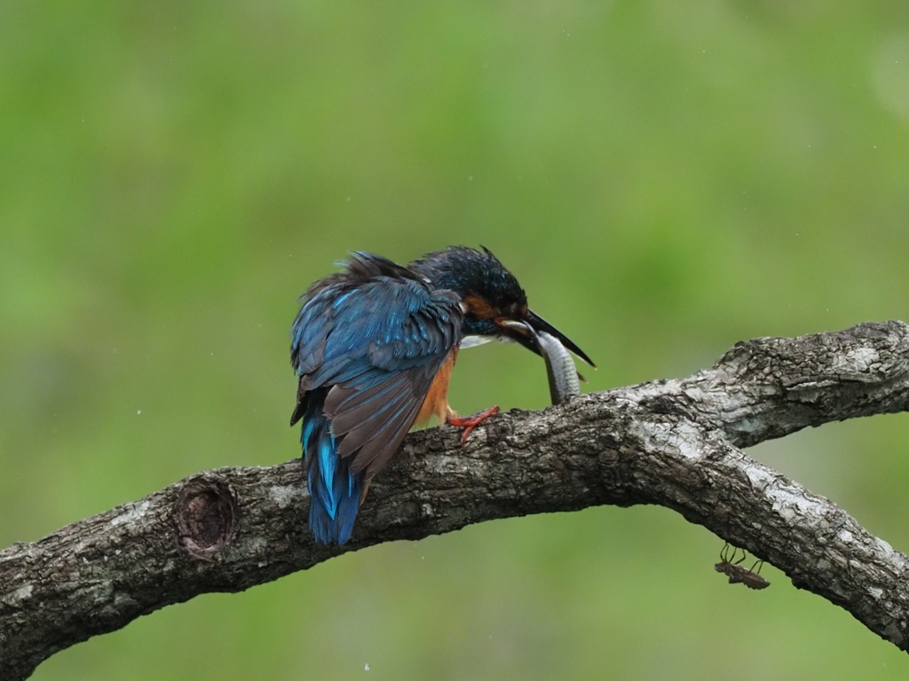 お父ちゃん 4-1（まだ巣にいる子供達の為にお魚持って帰らなくちゃ！