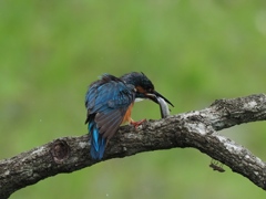 お父ちゃん 4-1（まだ巣にいる子供達の為にお魚持って帰らなくちゃ！