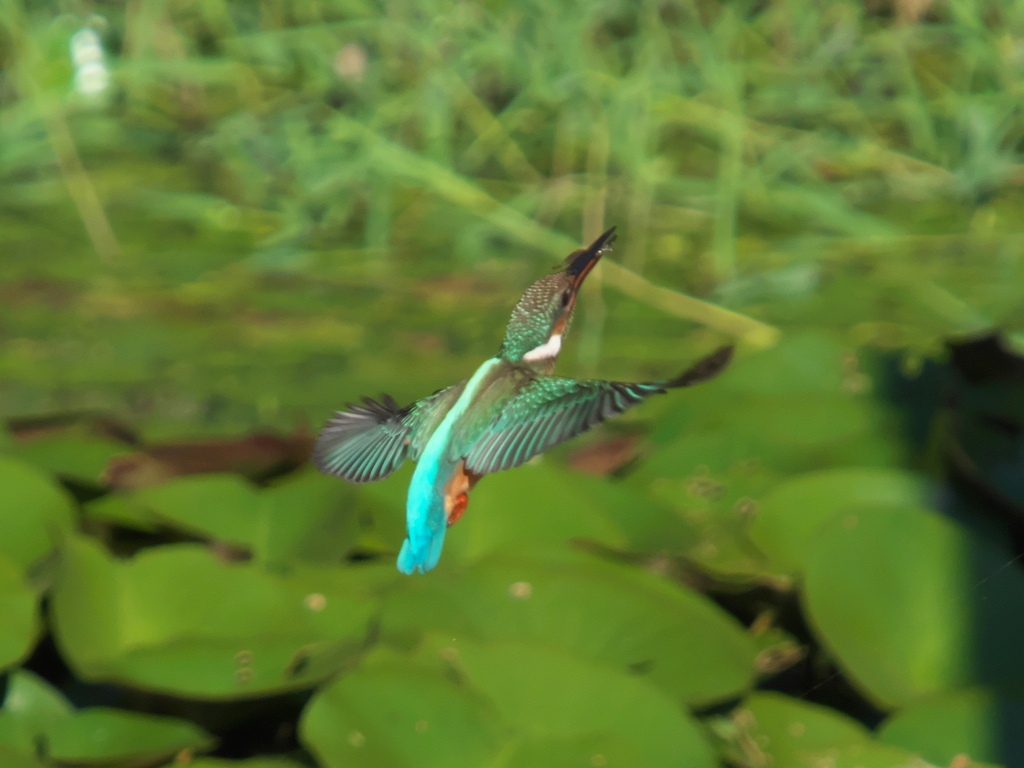 止り木へ 2-1（嫁候補？）