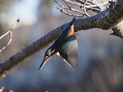 夕日を浴びて２