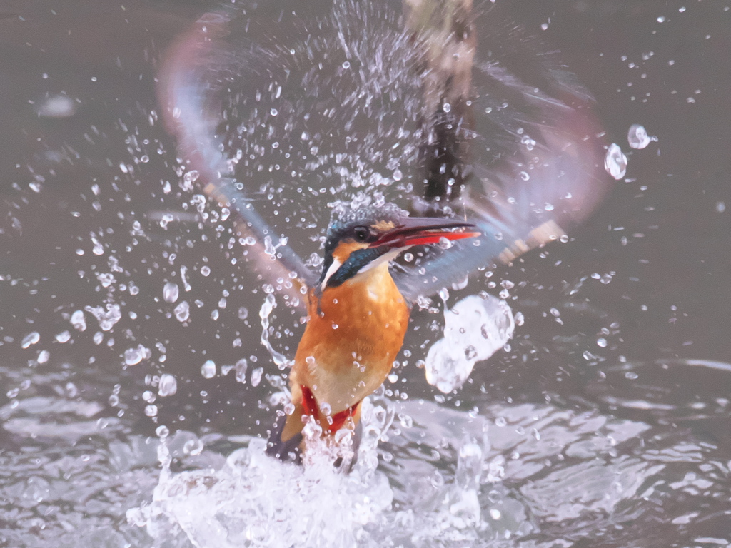 浮上 273（嫁候補）