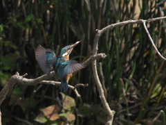 浮上 68（嫁候補？）