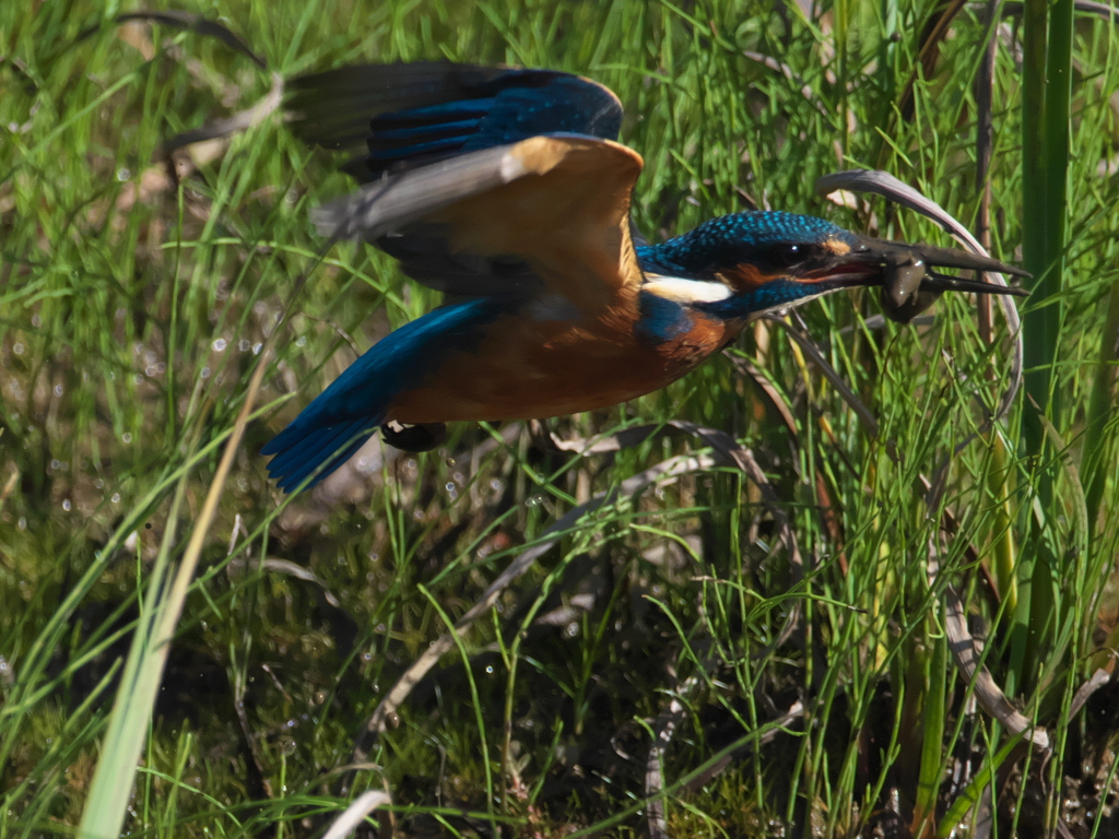 浮上 136（父親）