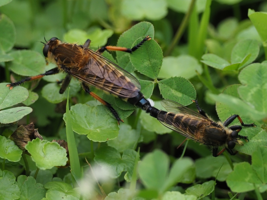 カワセミ待ちの虫撮り 17