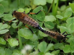 カワセミ待ちの虫撮り 17