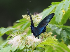 カワセミ待ちの虫撮り 14
