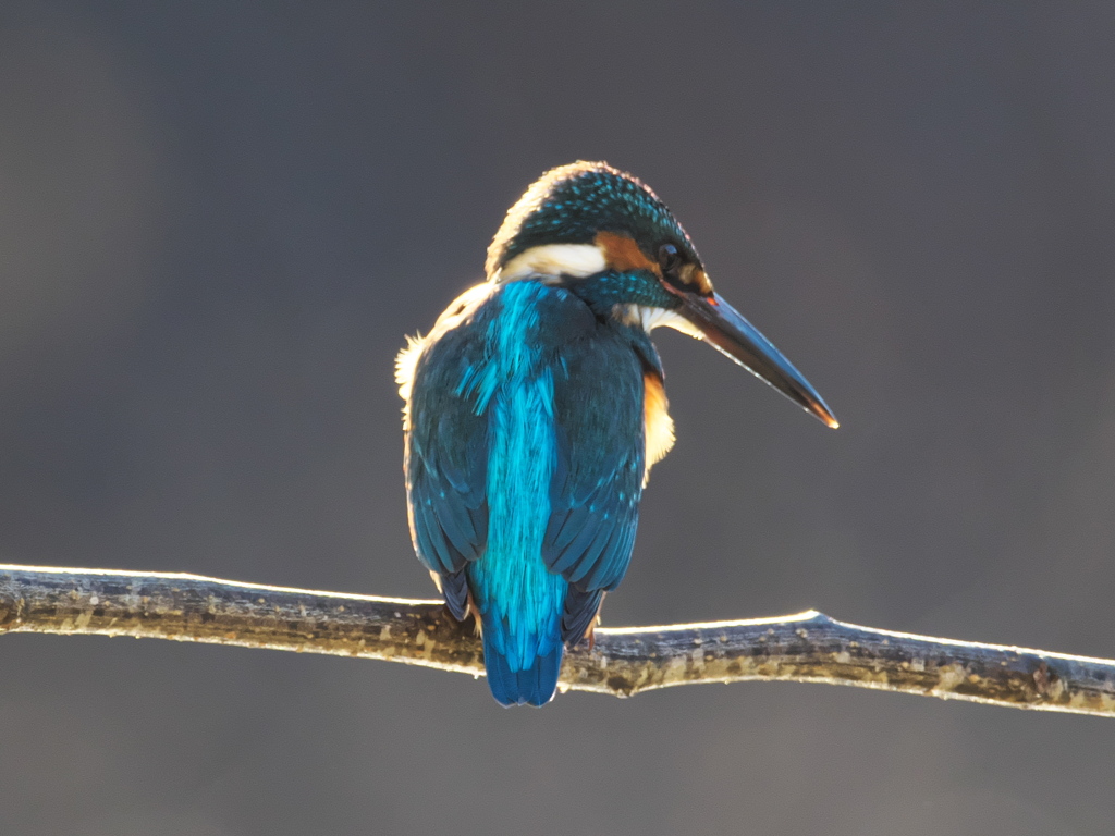 止り木 145（父親）