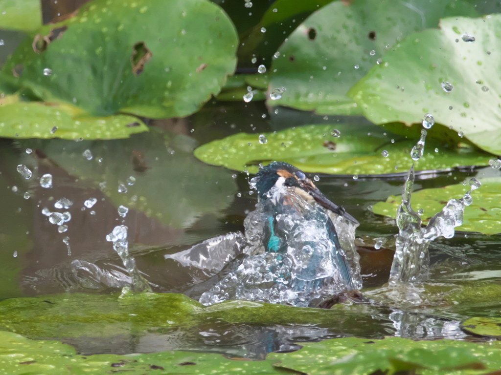 浮上 81-1（黒い若雄 お魚獲れたよ）