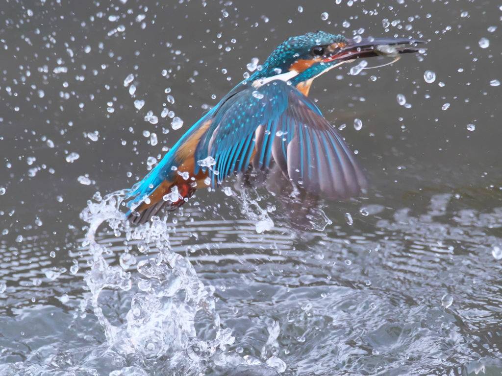 浮上 242-1（父親）