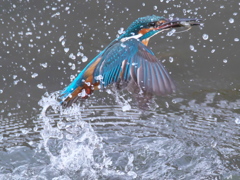 浮上 242-1（父親）