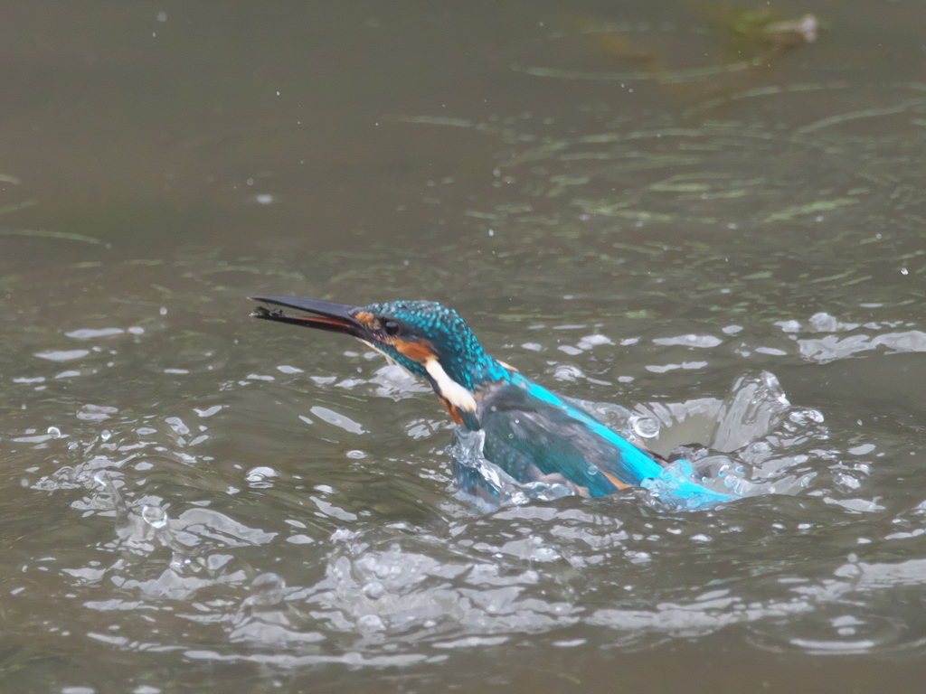 浮上 84-2（父親）