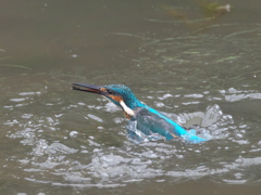 浮上 84-2（父親）