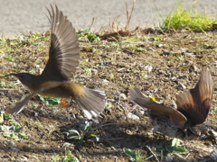 ツグミとアカハラのバトル 2