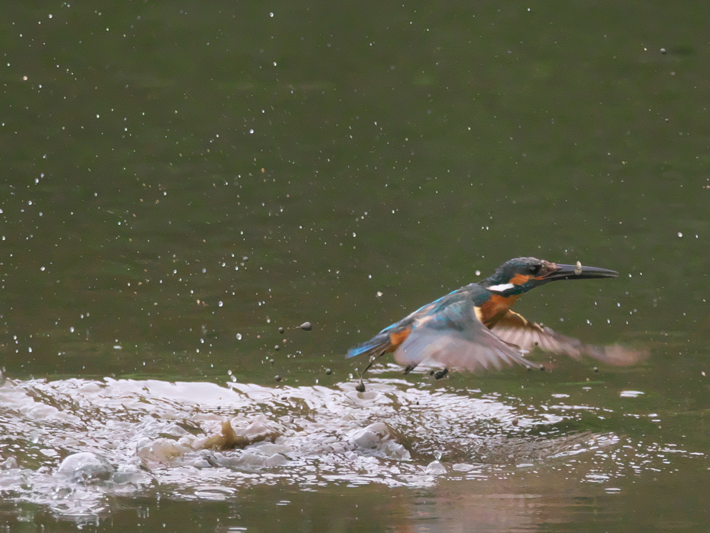 浮上 39-3（父親 お魚獲れたよ）