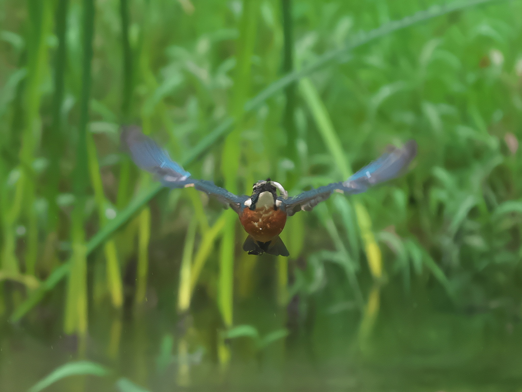 お魚獲れたよ 55