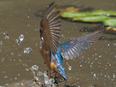 浮上 50-1（父親）