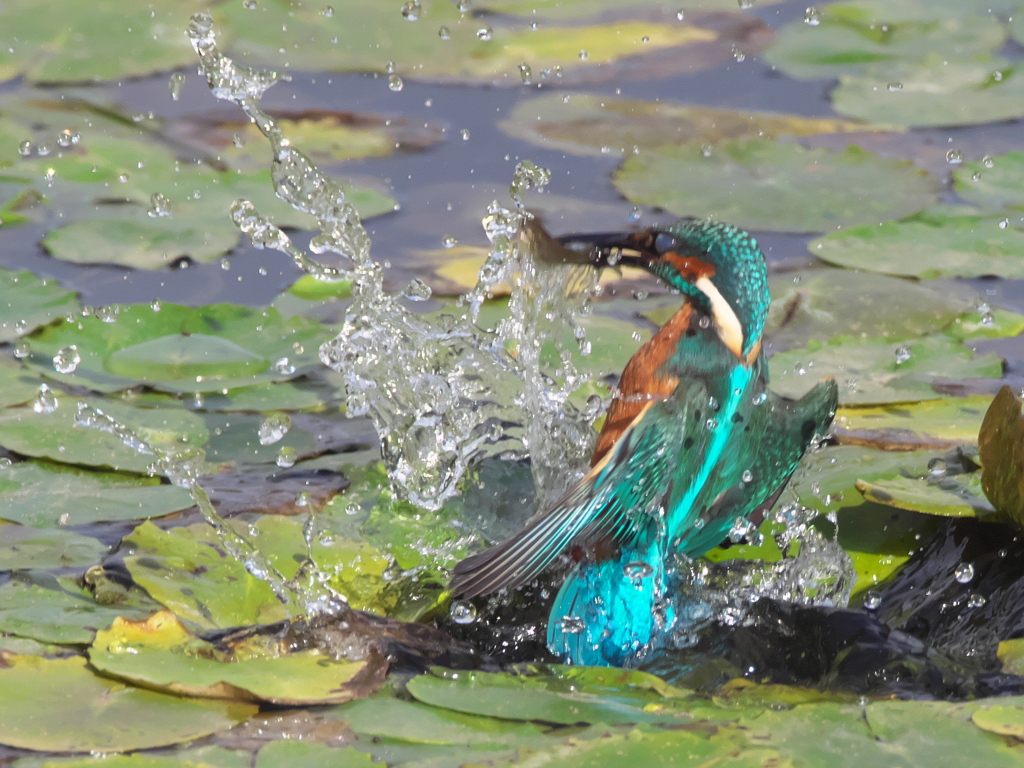 浮上 145-2（父親）