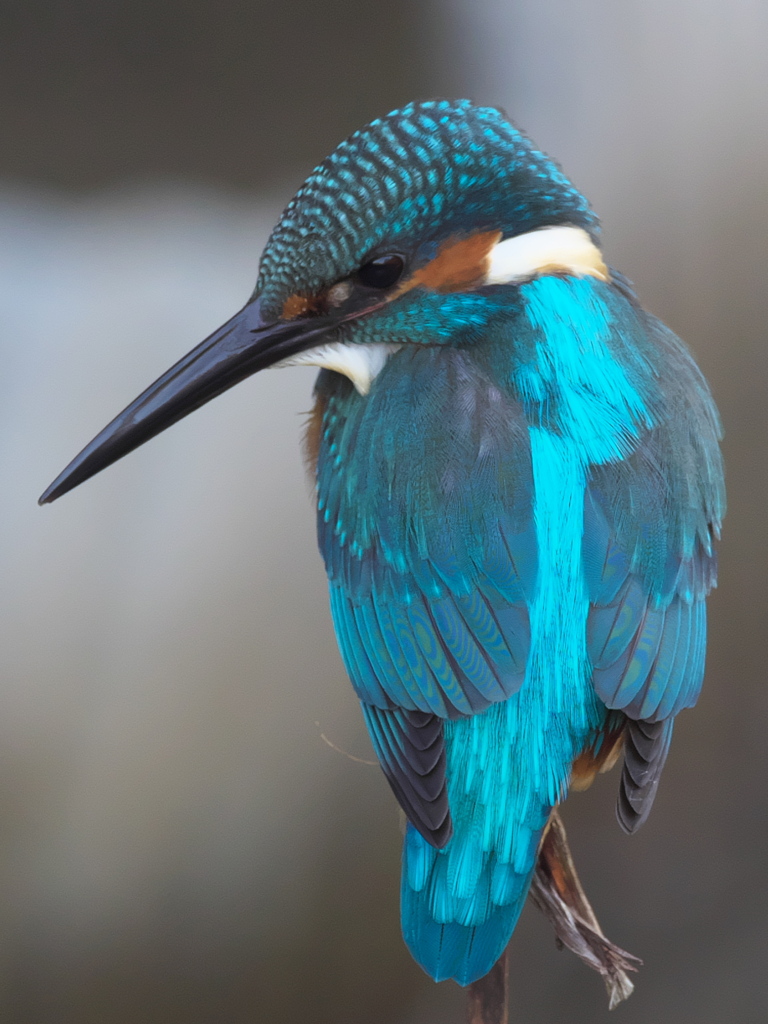 止り木 82（父親 モアレ羽）