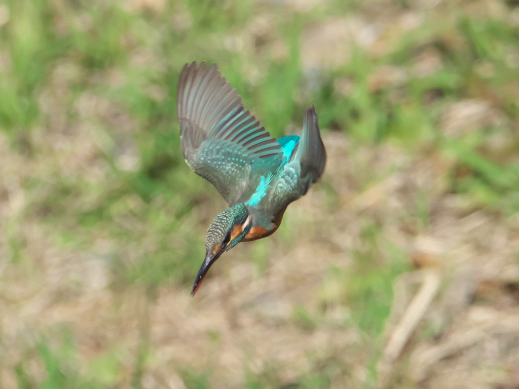 ロックオン 8-2（嫁候補）