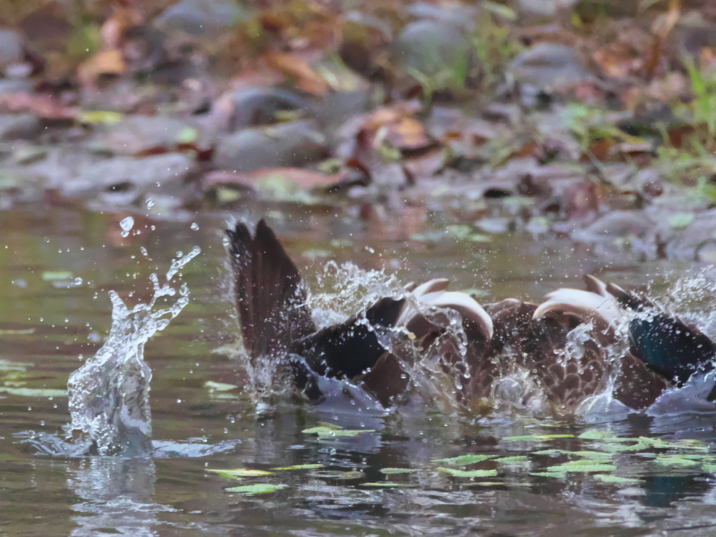飛び込みシーケンス 28-1（嫁候補 カルガモびっくり）