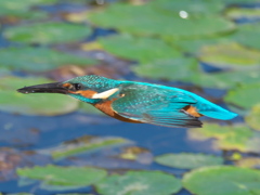 水平飛行 10（父親）