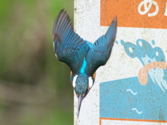 ダイブ 19（Boy）