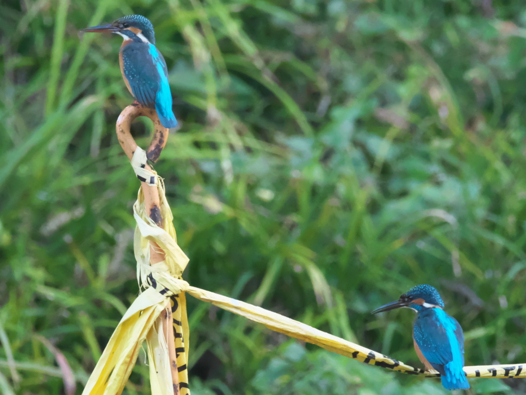 止り木 69（父親と嫁候補）