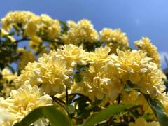 玄関から5mの世界（花）木香薔薇