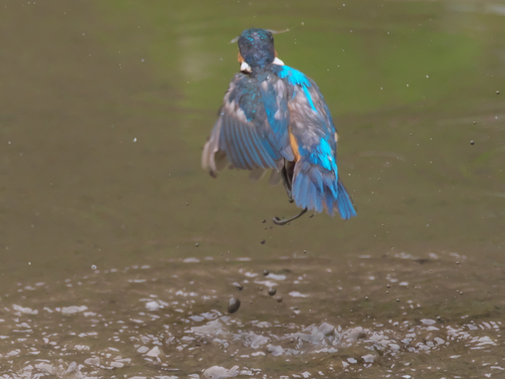 飛び込みシーケンス 7-6（父親）