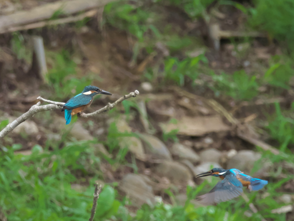 親子 2-6（カンバれよ）