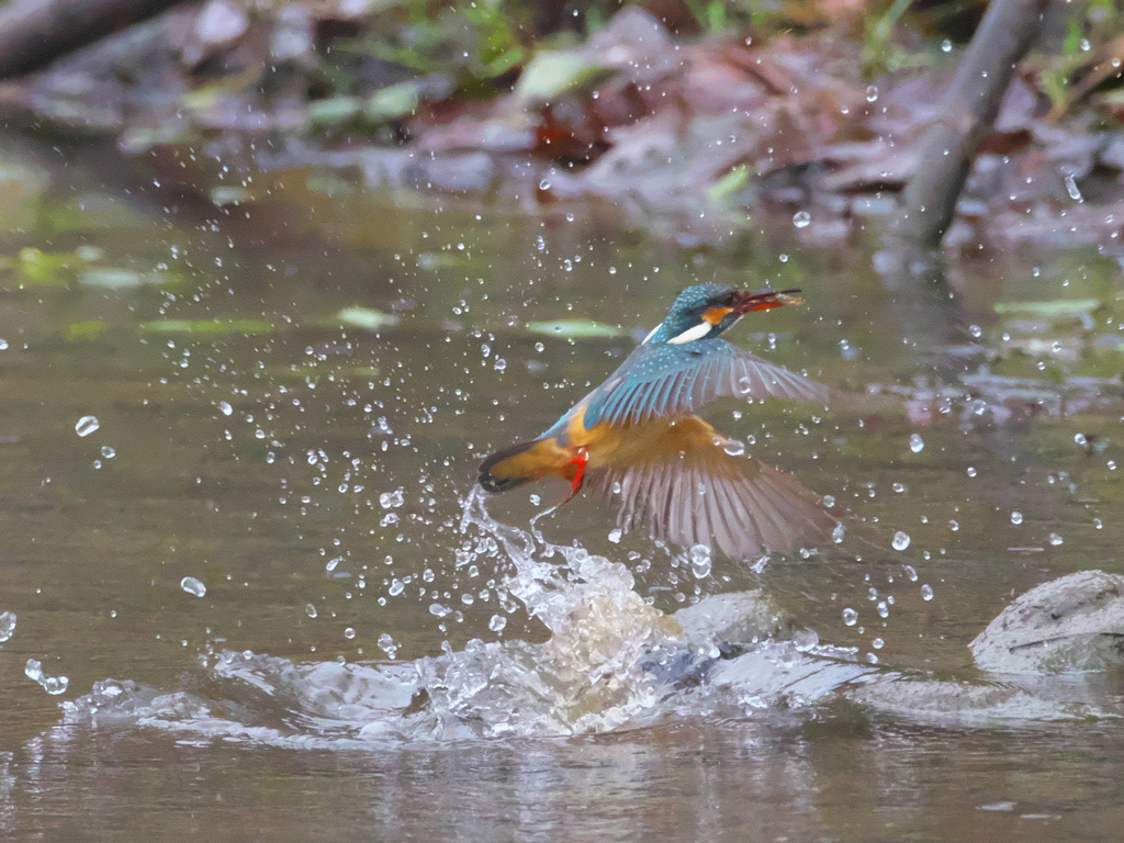 浮上 212（嫁候補）