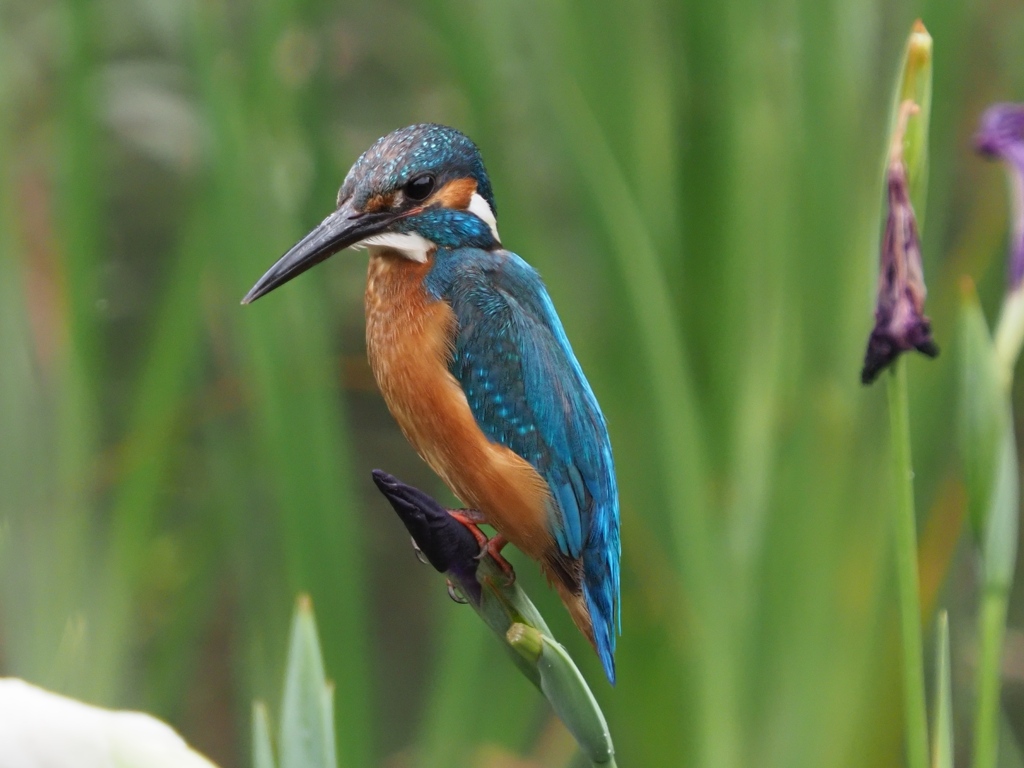 カワセミと花菖蒲 6