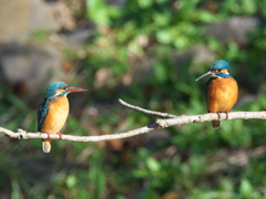 止り木 81（嫁候補と父親）