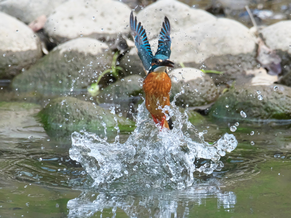 浮上 464-1（父親）