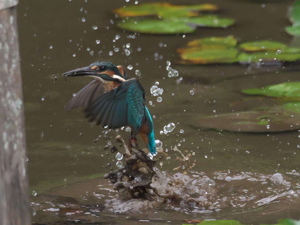 浮上 43-1（雛 小魚？獲れたよ）