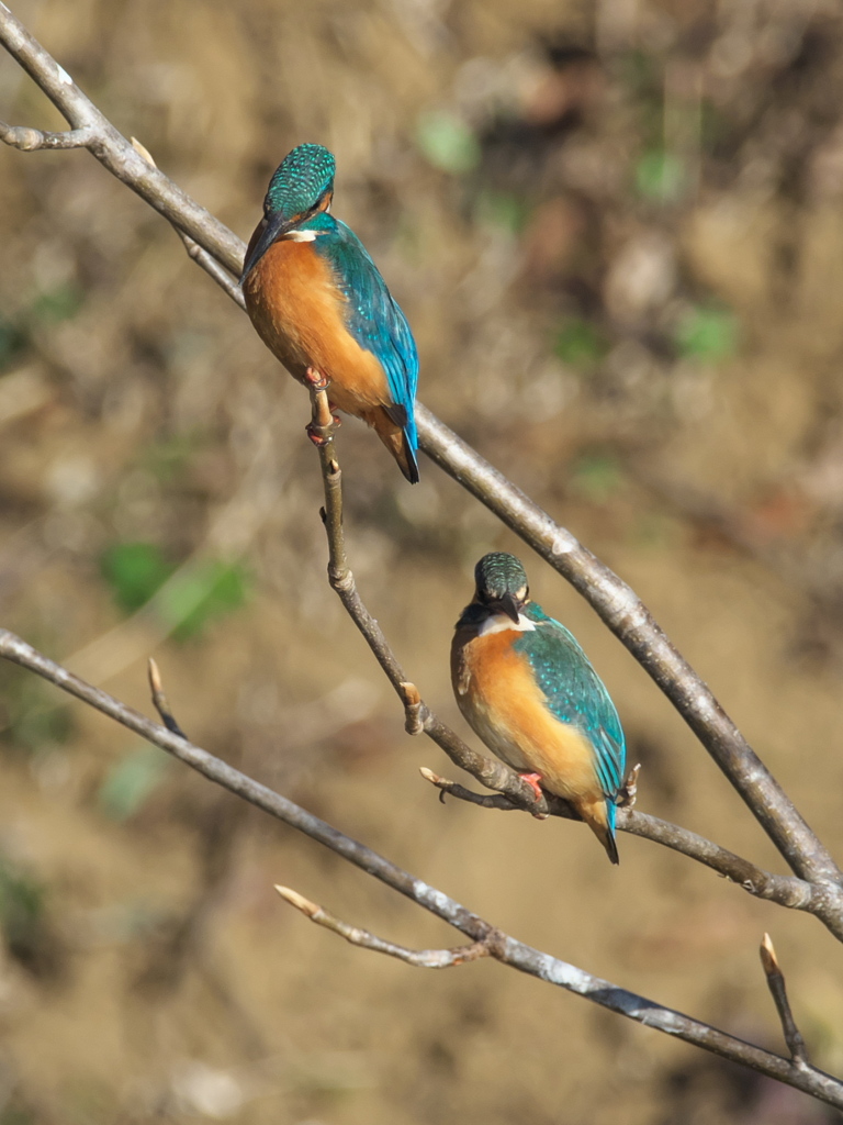 止り木 130（嫁候補と父親）