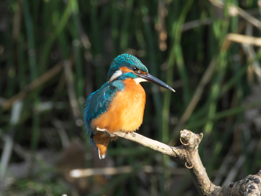 止り木 73（父親）