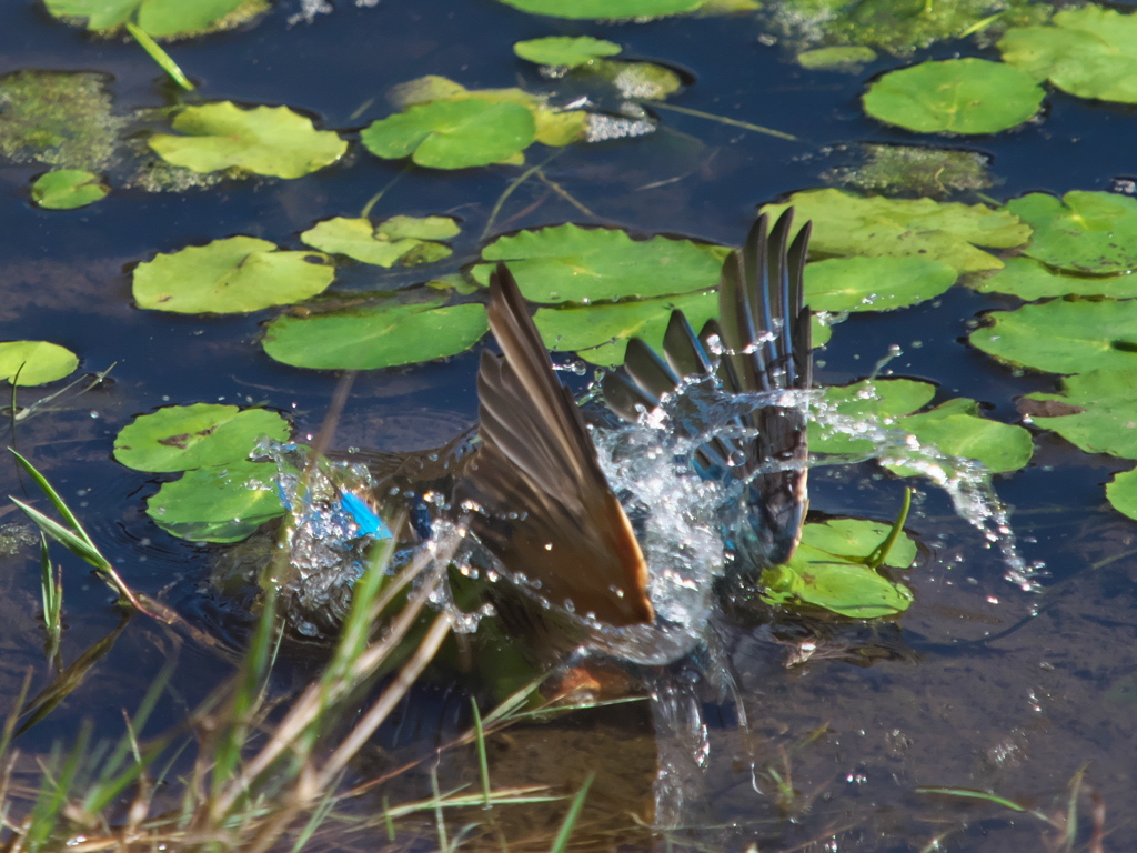 飛び込みシーケンス 14-1（若雄）