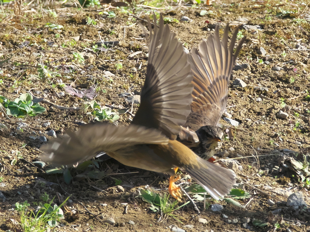 ツグミとアカハラのバトル 1