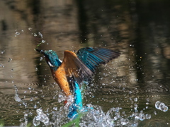 浮上 456-2（父親）